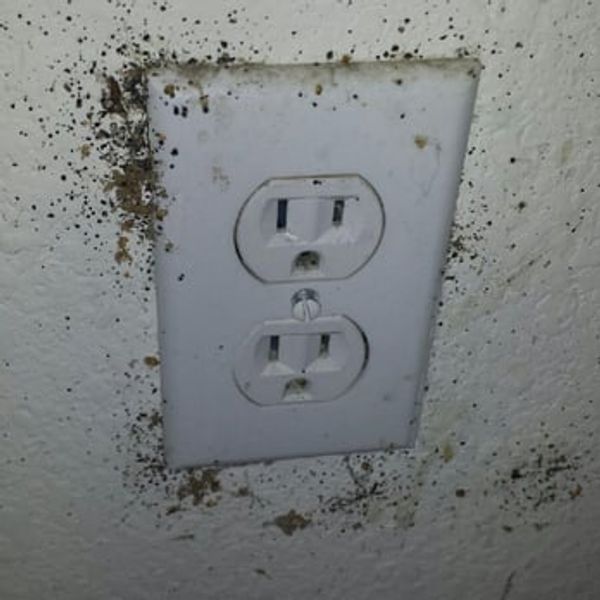 AHRAFFCO Bed Bug Electrical Outlet Traps, Retail, Double Sided